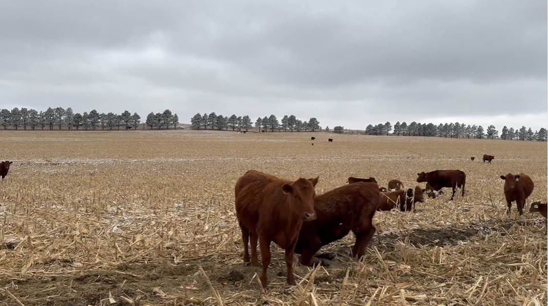 HP307A5 1 iron – Uniform – 1000 lb – Red Angus heifer pairs!